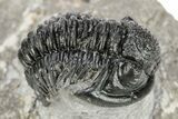 Detailed Gerastos Trilobite Fossil - Morocco #242768-1